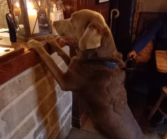 Data ordering his drink and treats at the bar!